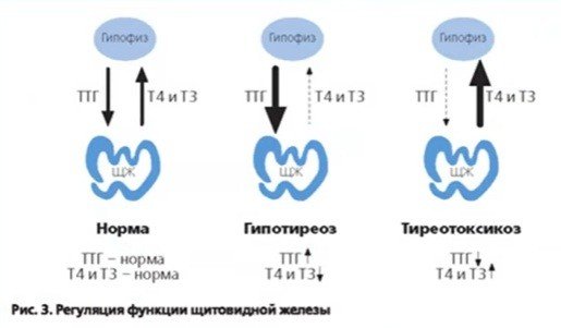 щитовидная железа и беременность