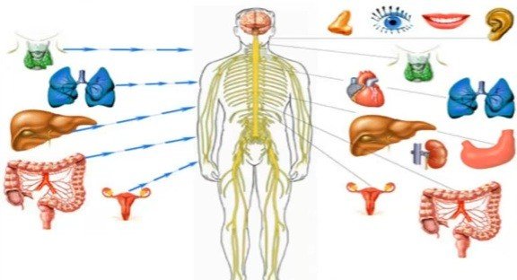 здоровье позвоночника