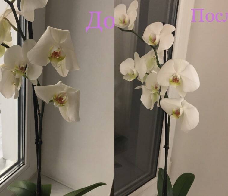 вянет орхидея