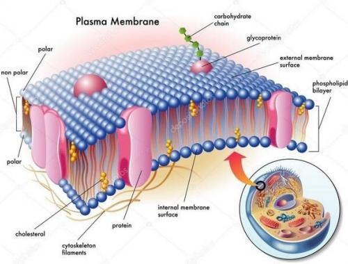 здоровье клеточной мембраны