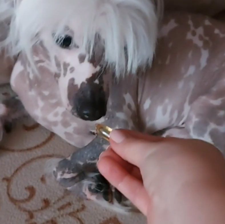 NSP для домашних животных