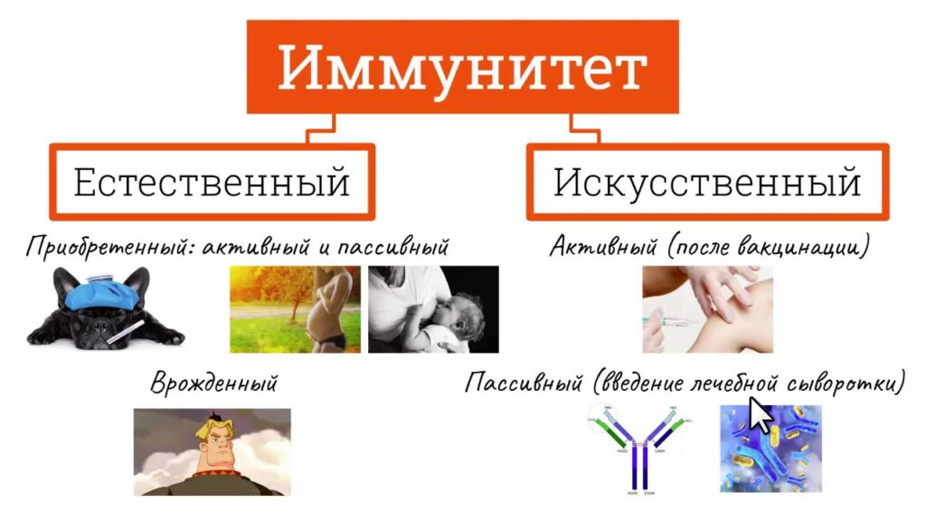 иммунитет