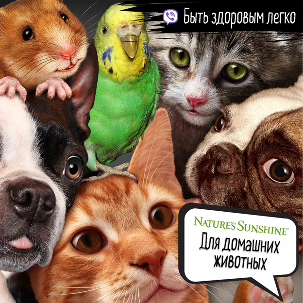 животные НСП