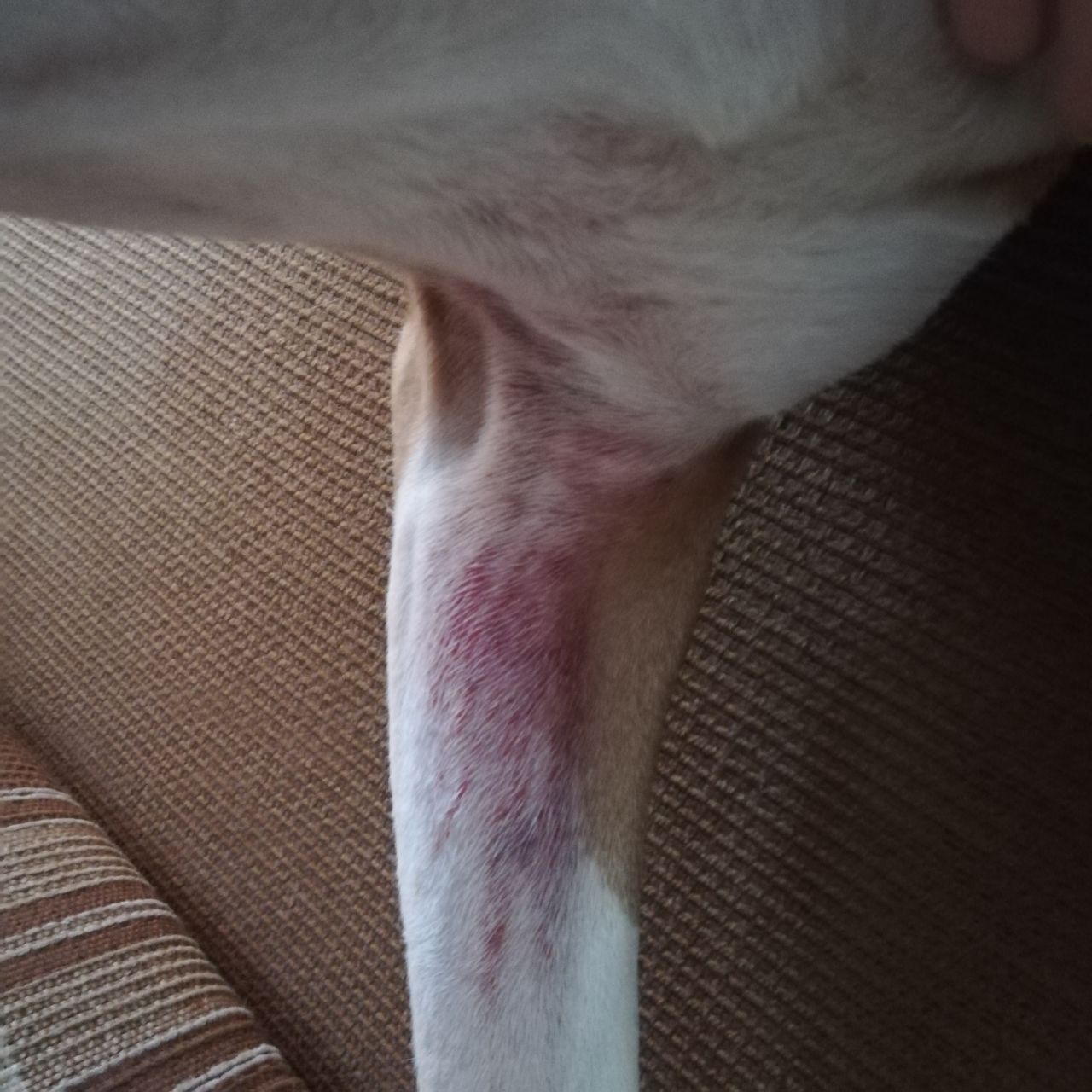 NSP для домашних животных