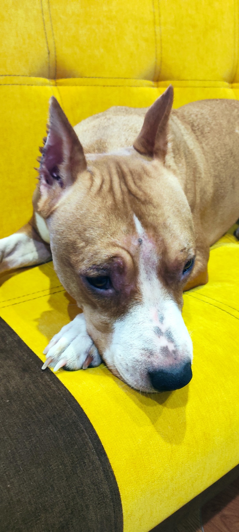 NSP для домашних животных