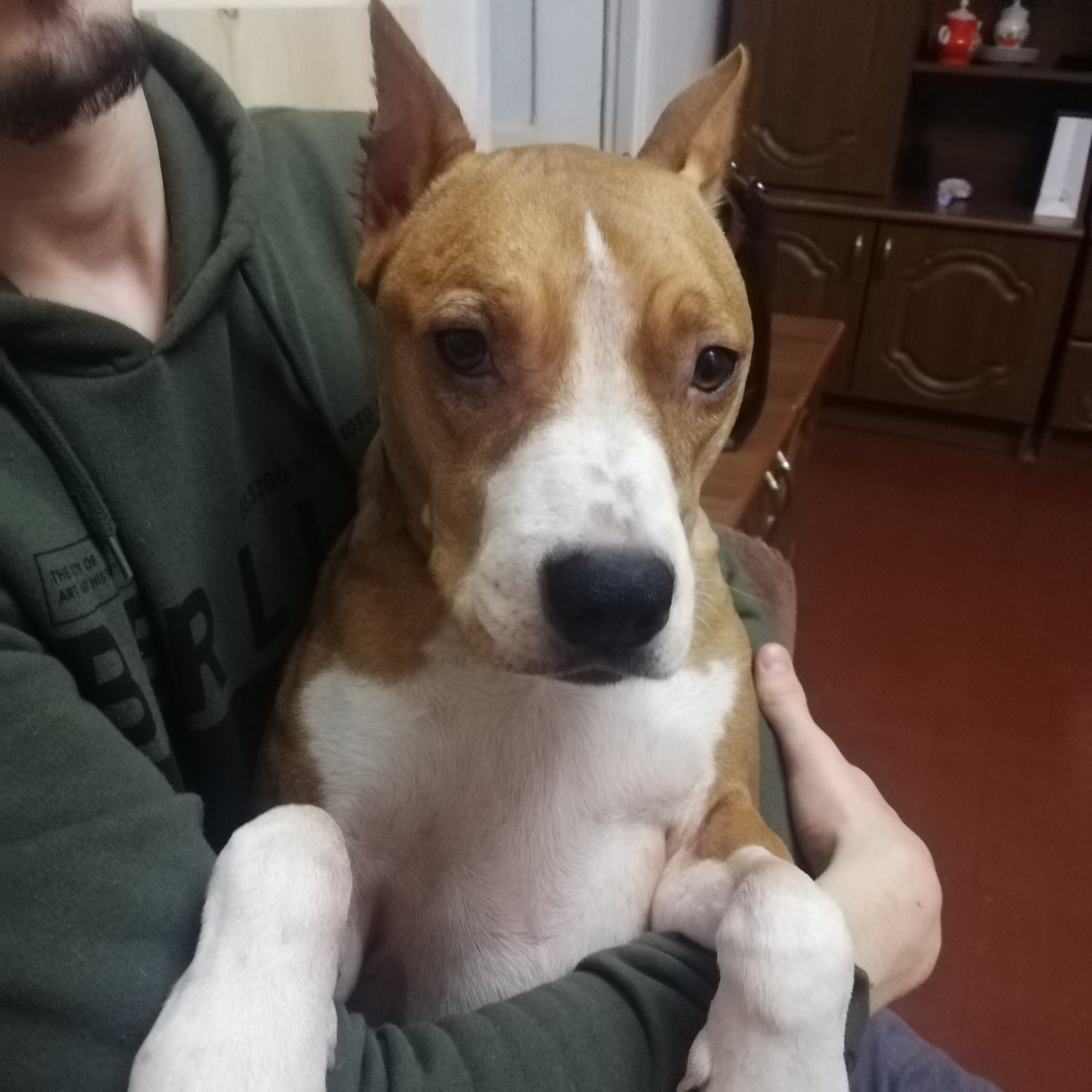 NSP для домашних животных