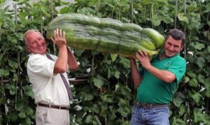 коллоидный минерал